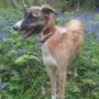 AbbyLurcher